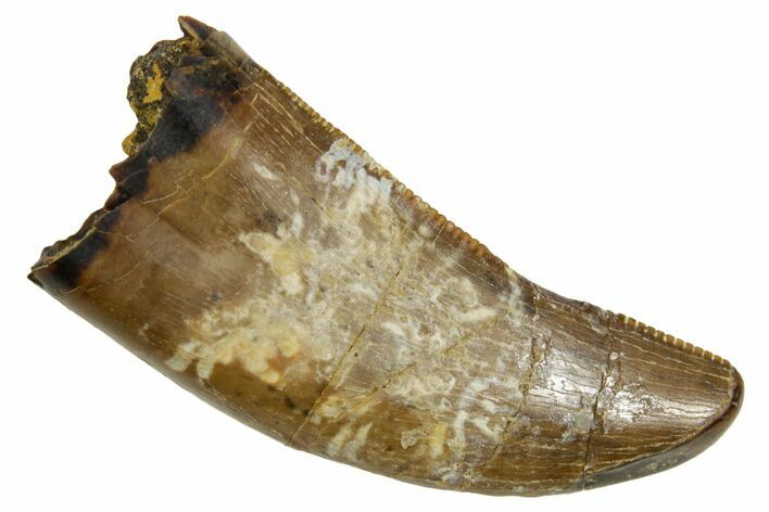 Serrated, Fossil Tyrannosaur (Nanotyrannus) Tooth - Wyoming #379744